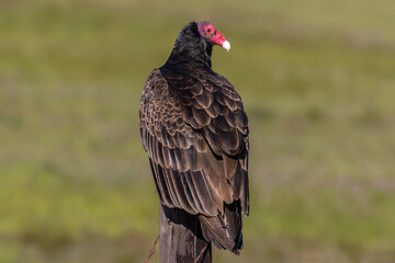 Closeup view of Turkey Vulture (Cathartes aura ), north of Morro Bay, California. Perched on fence post. Back view; head turned to one side. 
