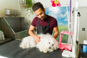 Hispanic pet groomer massaging a maltese dog
