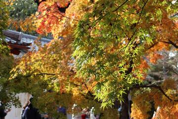 京都・東福寺の紅葉
