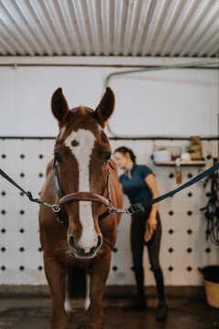Horse standing in stable being brushed