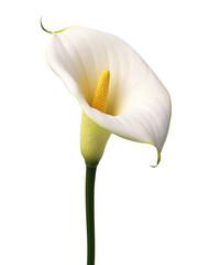 Lily Calla botanical on a white background