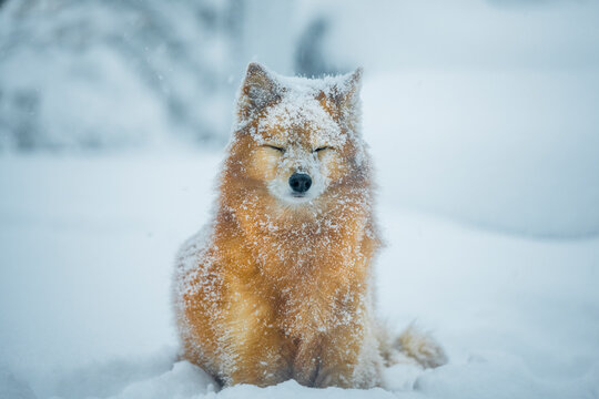 Dog with eyes closed sitting on snow