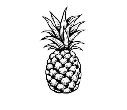  pineapple on white background.Hand-drawn, doodle, vector,