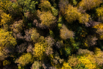 Aerial view of forest canopy in the autumn