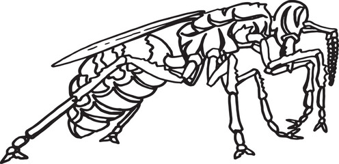 Vector sketch of  wasp on white background, insect. Graphical illustration for coloring ,tattoo