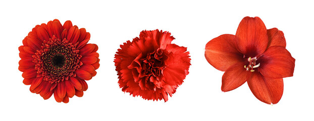 Set of different red flowers (amaryllis, gerbera, carnation) isolated on white or transparent background. Top view.
