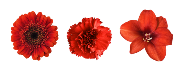 Set of different red flowers (amaryllis, gerbera, carnation) isolated on white or transparent background. Top view.