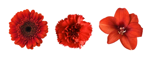 Fotobehang Set of different red flowers (amaryllis, gerbera, carnation) isolated on white or transparent background. Top view. © Ortis