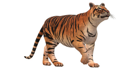 Tiger isolated on a Transparent Background