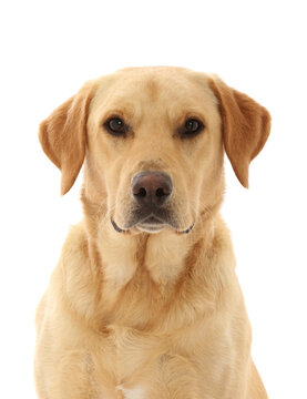 Yellow Labrador Retriever dog.  
