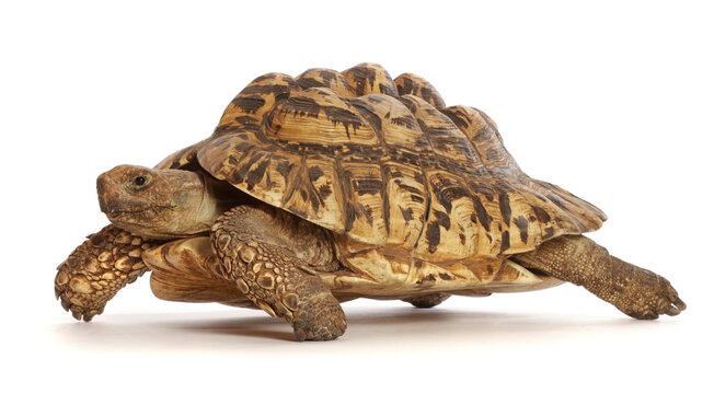 Leopard tortoise (Stigmochelys pardalis) captive occurs in Africa.  