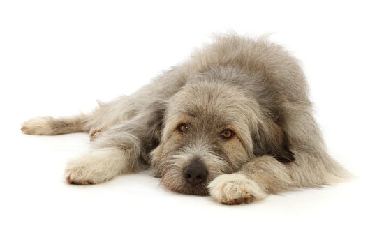 Romanian rescue dog, lying chin on floor.  