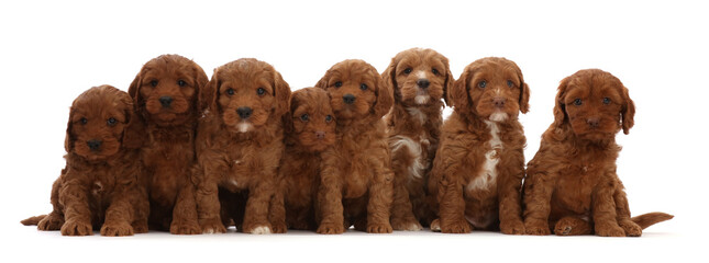 Eight Cockapoo puppies, age  6 weeks, sitting in a row.  
