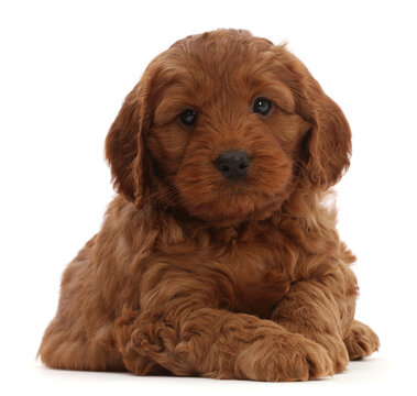 Red Cockapoo puppy, age 6 weeks, lying down. 