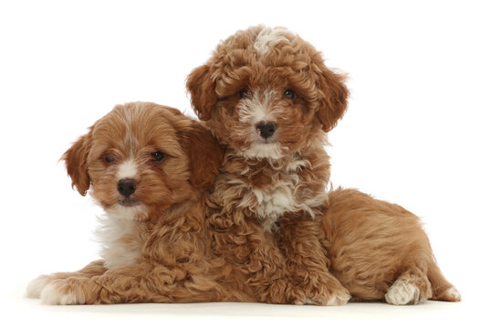 Two red Cavapoo dog puppies, age 8 weeks, lying down. 