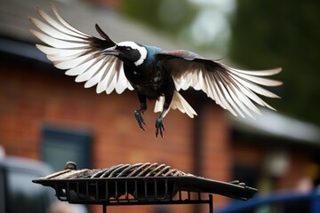 a magpie swooping to grab a piece of meat from a barbecue grill - obrazy, fototapety, plakaty
