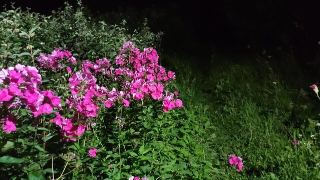Pink Phlox flowers illuminated in the night garden. 