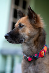 close up brown dog portrait outdoor on nature backgrounds
