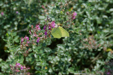Common brimstone butterfly (Gonepteryx rhamni) sitting on pink flower in Zurich, Switzerland
