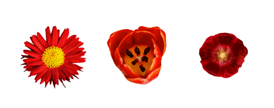 Set of different red flowers (tulip, chrysanthemum, mallow) isolated on white or transparent background. Top view.