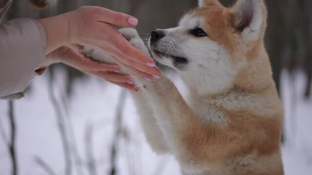 Side view female hands holding paws of dog licking owner palms in slow motion and leaving. Furry Akita enjoying winter leisure in forest with Caucasian young woman