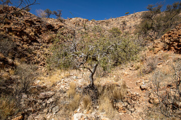 Randonnée de l'Olive trail dan sle parc du Naufluck en Namibie