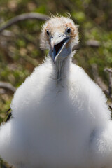 Magnificent frigatebird chick (Fregata magnificens) with its beak open in North Seymour Island (Galápagos archipelago, Ecuador), a popular birdwatching spot for its biodiversity in the Pacific Ocean