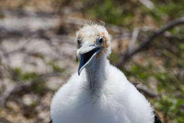 Magnificent frigatebird chick (Fregata magnificens) with its beak open in North Seymour Island (Galápagos archipelago, Ecuador), a popular birdwatching spot for its biodiversity in the Pacific Ocean