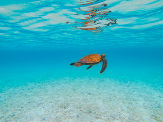 Sea turtle on a calm blue shallow ocean near Pinzon Island, in the Galápagos Islands, Ecuador