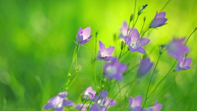 Alpine meadow. Purple Campanula Flowers is swayed. Fantasy nature backdrop. Golden hour. Sunset soft light. Summer Fairy Tale Lawn. Feeling free and happy. Warm day illuminates the petals. Bellflowers