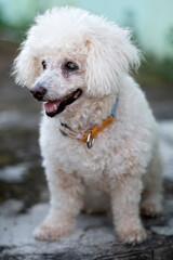 white eyes poodle dog portrait outdoor on nature backgrounds