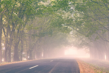 Empty asphalt road alley. Maple mighty tree misty tunnel. August summer morning foggy scene. Long branches in air. Rural nature landscape. - 637909724