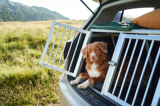 red big dog in box at car in a cage. Traveling with a pet by car. nova scotia duck tolling retriever road adventure