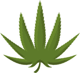 cannabis leaf isolated