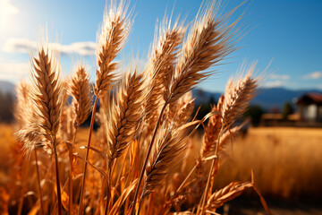Fototapeta premium ripe wheat ears on the field