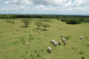Group of white cows on green meadow