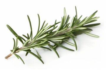 A fresh sprig of rosemary on a clean white background