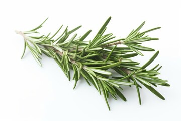 A sprig of rosemary on a white background