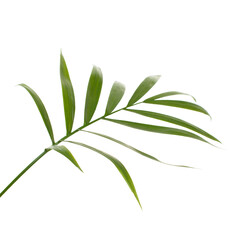 Palm leaves isolated on white