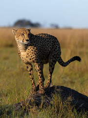 Cheetah on a termite mount in Savuti, Chobe Nationalpark in Botswana, Savute, Botsuana © Eric
