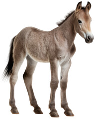 Cute brown domestic horse foal isolated on a white background as transparent PNG, animal