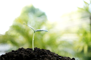 Small growing young tree sprout with lush green background