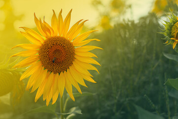 Sunflower blooming. Close-up of sunflower.