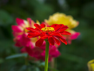 red and yellow flower