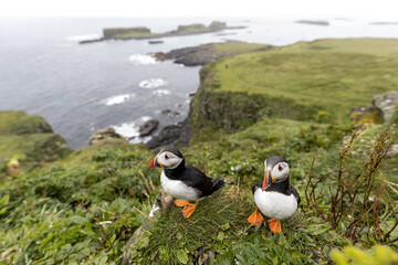 Fototapeta premium Atlantic Puffin on Lunga in Scotland