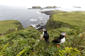 Atlantic Puffin on Lunga in Scotland
