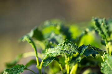 kale seedlings vegetables growing on a farm. frost and ice on the cold soil and plants on a winter's morning