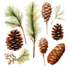 set of water color pine cone and branches elements, hand drawn vector illustration isolated on white background