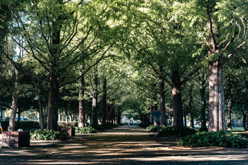 夏の公園メタセコイア並木

