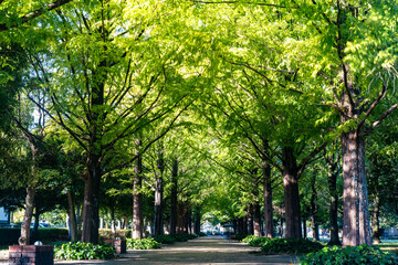 夏の公園メタセコイア並木
